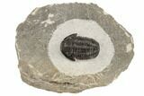 Bargain, Gerastos Trilobite Fossil - Morocco #193912-2